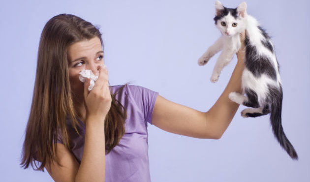 Аллергия на домашних животных