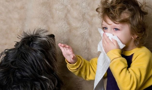 Аллергия на собак у ребенка