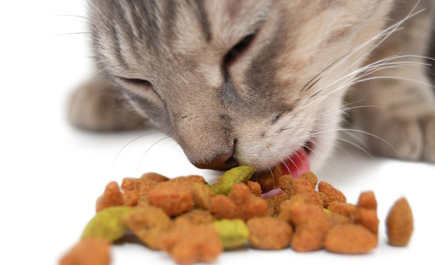 Аллергия на корм у кошек
