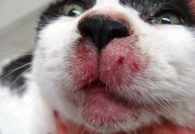 Контактный дерматит у кошки
