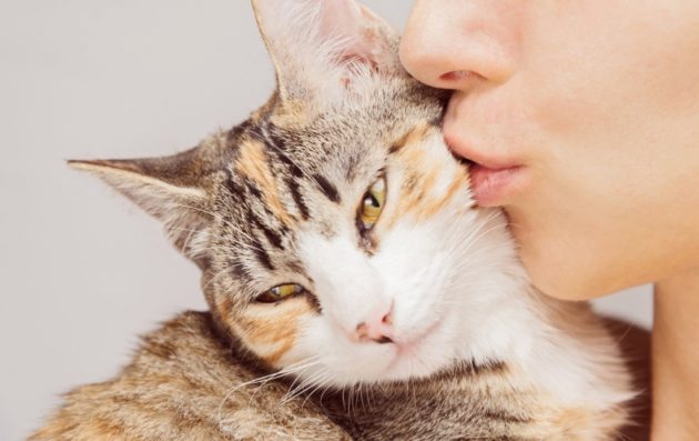 Аллергия на кошек: чего ждать и как избавиться?