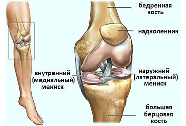 Мениск коленного сустава – функции, травмы, диагностика, лечение
