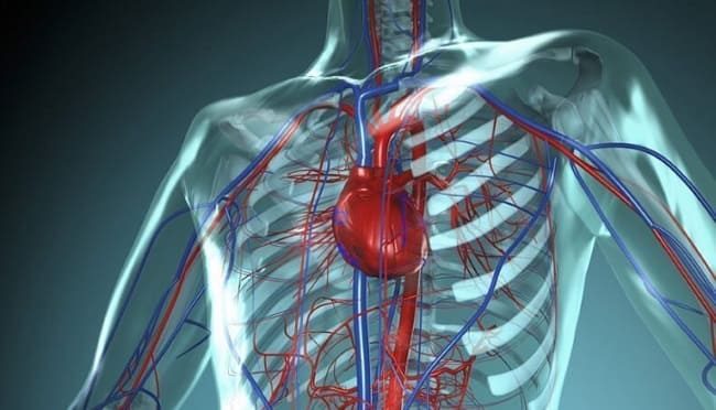 кислород в сердечно-сосудистой системе