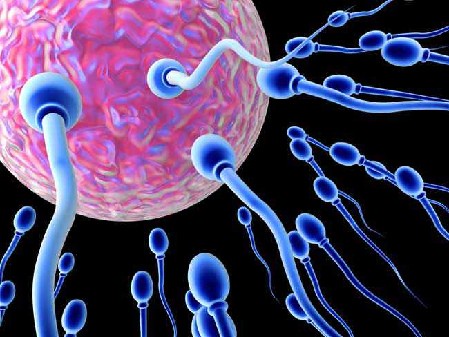 Клетки спермы