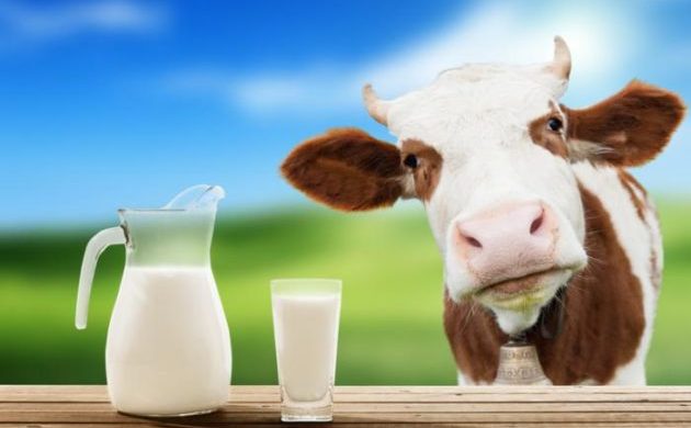 Аллергия на белок коровьего молока