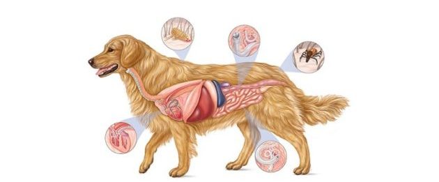 Паразиты в кишечники у собак