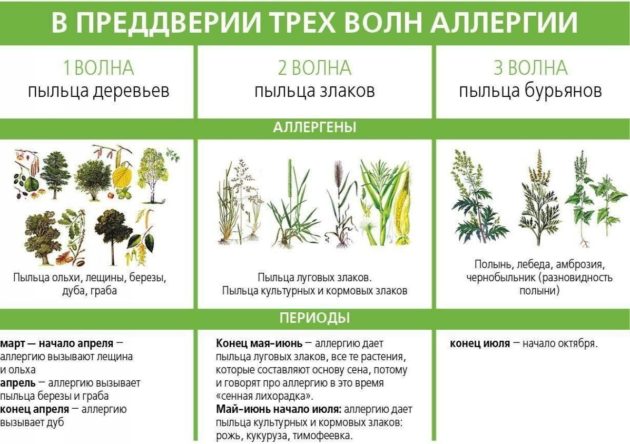 Как проявляется аллергия на цветение. Луговые травы аллергены список. Растения вызывающие аллергию в июле. Злаковые травы аллергены. Сорные травы аллергены.